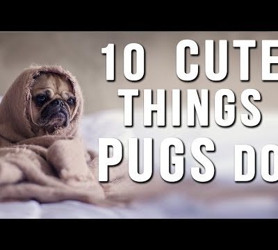 10 Cute Things PUGS Do – Best FUNNY and CUTE PUGS – Love This!