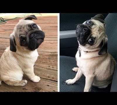 10+ Minutes of Cute & Funny Pugs that Will Make Your Day Full of Happiness 😍💕| Cutest Puppy