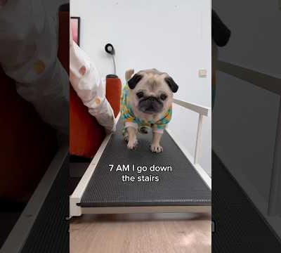 A VERY busy morning in Loulou’s life 😂 (Song by The Holderness Fam) #pug #dog #shorts