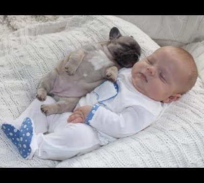 Adorable Pug Puppies Love Babies Compilation  – A Cute Puppy and Baby Videos 2017