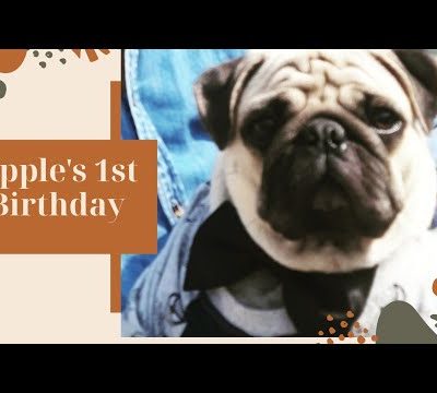 Apple's pawday 🥳…#youtube#shorts#youtubeshorts#dogs#cute#puppies#pugs#youtubecreators