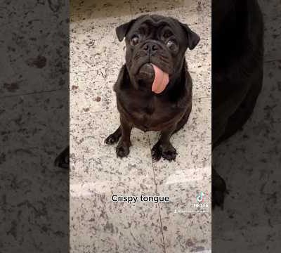 Crispy tongue 👅 #dog #pug #fypシ #pets #pugs #viralvideo #cute #pugsdaily #tongue #