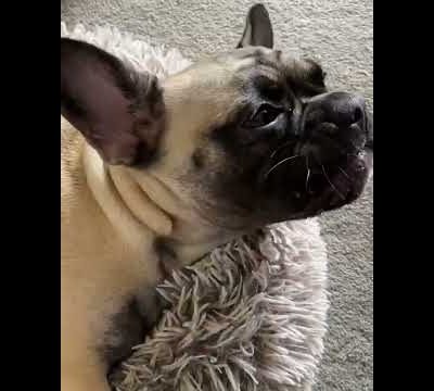 cute dog #cutedogs #pugs #puppies #cuteanimals #dogvideos #pupp#playing #doglovers #bulldog