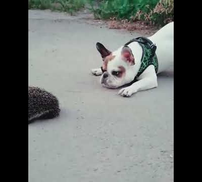 cute dog #cutedogs #pugs #puppies #cuteanimals #dogvideos #pupp#playing #doglovers #pugshorts #dog