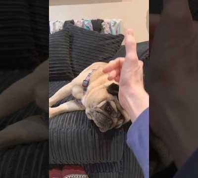 Cute Dog Tricks! 🥰 How to Train a Pug at Home 😮 #pug #pugs #pugdog #shorts #youtubeshorts