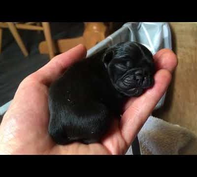 Cute new born baby pugs – just listen to them!