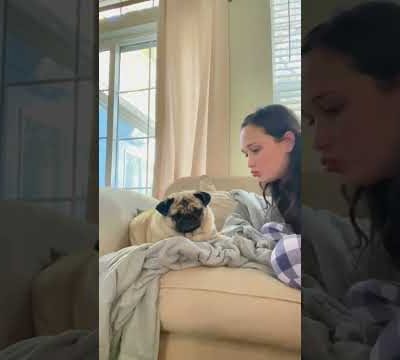 Cute Pug Refuses Pet Parents Smooches!