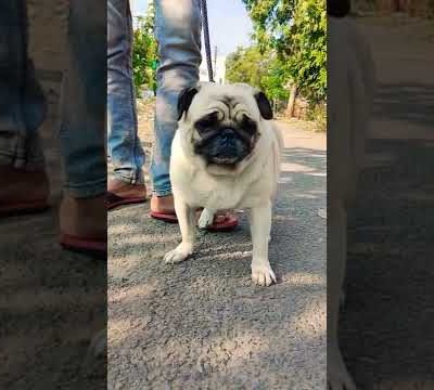 Cute Pug                                            #vodafone #dog #pug #shorts #youtubeindia