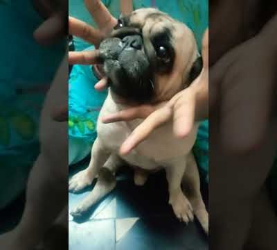 #cute pug😍😃# #ytshorts