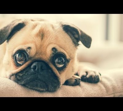 Cute Pugs | 1 Minute Timer with Music | Dino Cave Studio