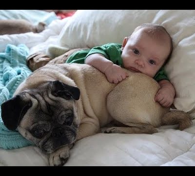 Cute Pugs And Babies Playing And Laughing Together Compilation