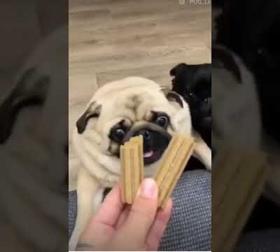 Cute Pugs | Cute Dogs #Shorts