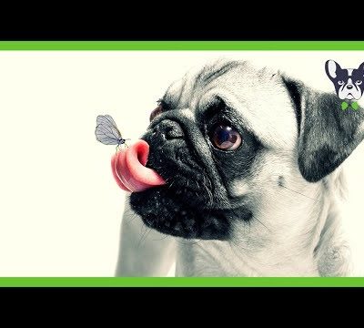 Cute Pugs Doing Funny Things