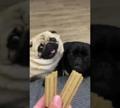 Cute Pugs fighting for treats / CuteAnimals / Funny Pug Video