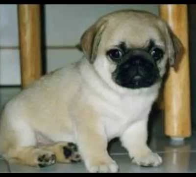 Cute pugs pictures!