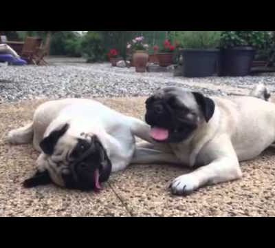 Cute Pugs playing together and chasing each other