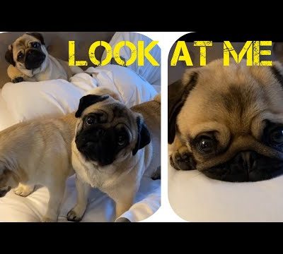 cute pugs puppies Good morning😘 #shorts #short #youtubeshorts #shortsvideo #dog #cute #pug #funny