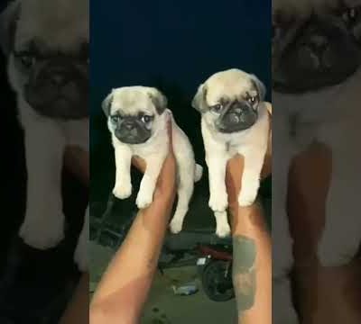 Cute pugs puppy 🐶😍# subscribe ji