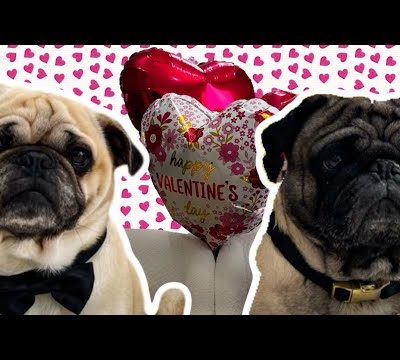 Cute Pugs React to Valentine’s Day Food! (Funny Dog ASMR)