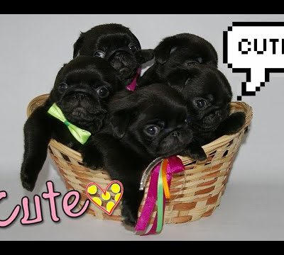 Cutest Black Pug Compilation | Pugs Daily Ep08