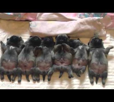 Самые милые мопсы в мире! Most cute pugs of the world!