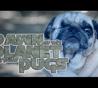 Dawn of the Planet of the Apes (Cute Pug Puppy Version)