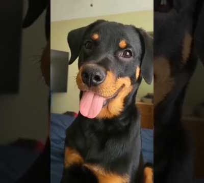 DOGS🐶 FUNNY CUTE VIDEO 🐾#256