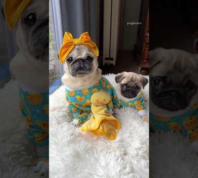 Dressing up my BABY SISTER as ME! 🐥🩵 #pug #dog #puppy #cute