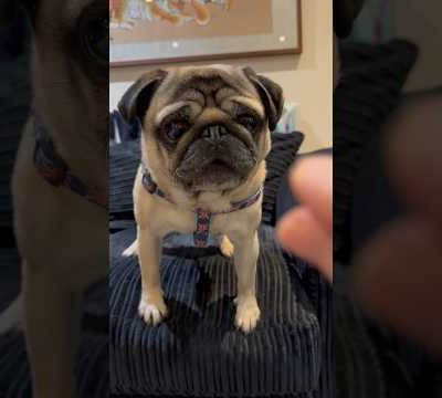 Easy Dog Trick 😮 Pug Dog says “I Love You!” #pugdog #pug #pugs #youtubeshorts #valentinesday