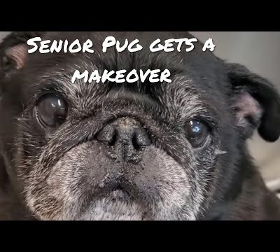 Elderly Pug at the groomer