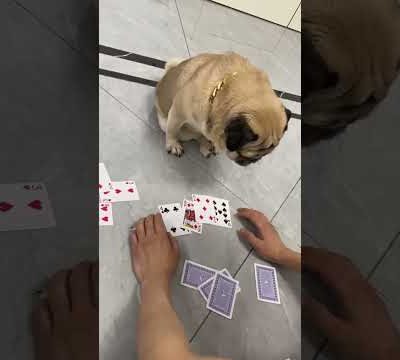 👍👍 Funny and Cute Pug Puppies #Funny puppy #Pug #ลูกสุนัขตลก #Shorts #426