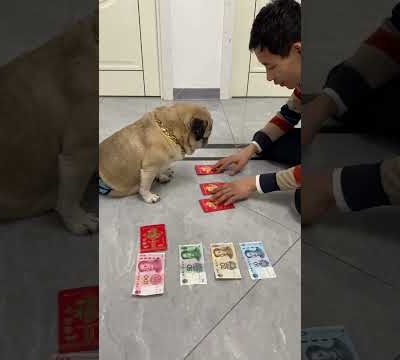 👍👍 Funny and Cute Pug Puppies #Funny puppy #Pug #ลูกสุนัขตลก #Shorts #860