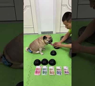 👍👍 Funny and Cute Pug Puppies #Funny puppy #Pug #ลูกสุนัขตลก #Shorts #95