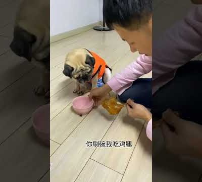 😆😂 Funny and Cute Pug Puppies #Funny puppy #Pug #ลูกสุนัขตลก #Shorts #257