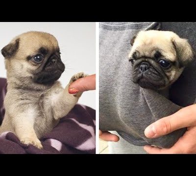 😍Cute & Funny Pug Puppies Videos That Are IMPOSSIBLE Not To Aww At💖🐶| Cutest Puppies