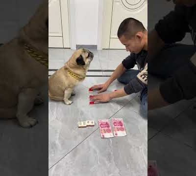 😲👍 very good Funny and Cute Pug Puppies #Funny puppy #Pug #ลูกสุนัขตลก #Shorts #186