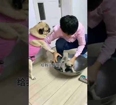 🤣😂 Funny and Cute Pug Puppies #Funny puppy #Pug #ลูกสุนัขตลก #Shorts #162