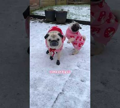 FIRST SNOW day with Loulou & Mosy! ☃️🩷 #pugs #dogs #puppy