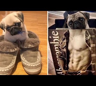 Funniest and Cutest Pug Dog Videos Compilation 2020 #2