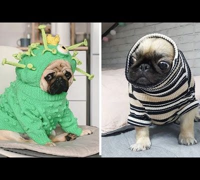 Funniest and Cutest Pug Dog Videos Compilation 2020 #4