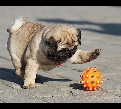 Funniest and Cutest Pug Dog Videos Compilation 2020