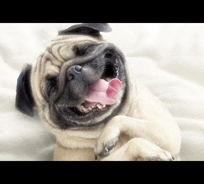 Funny And Cute Pug Videos Compilation – January 2017