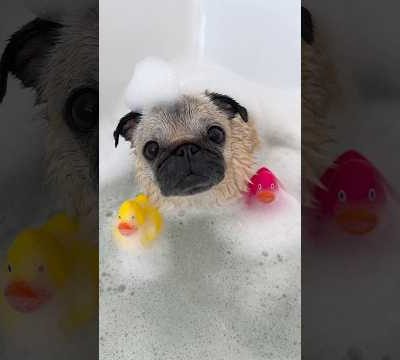 Get ready with Loulou for TOMORROW’S BIRTHDAY! 🛁💖 #pug #dog #selfcare