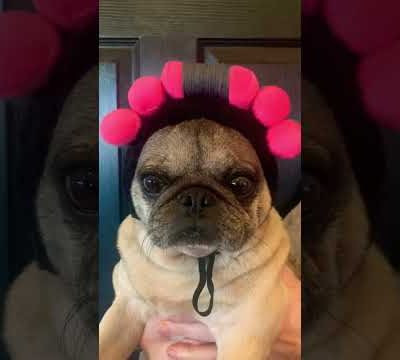 Goin to the Beauty Shop #shorts #pug #puggy #pugs #pugsarecute #beautyshorts #cute #viral #dog #dogs