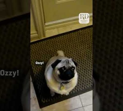 Hilarious Pug Screams When Told to Go to Bed