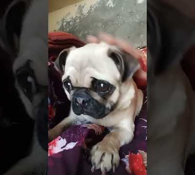 I played with Chenny,😚😚🐕🐕🐈🧸🧸🧸 #pugshub ##trendingvideos #pugs #cutepugs #dog