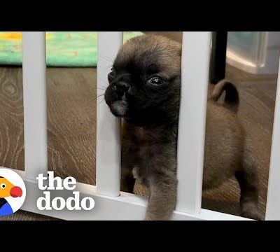 Itty-Bitty Pug Puppy Squeezes Through The Baby Gate | The Dodo