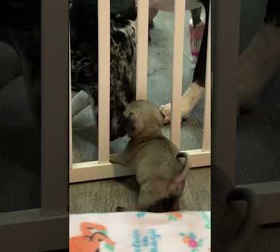 Itty-Bitty Pug Puppy Squeezes Through The Baby Gate | The Dodo