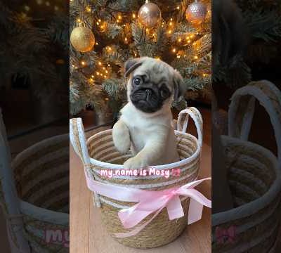 LOULOU meets her BABY SISTER! 🥹🍼🎀 #pug #dog #puppy