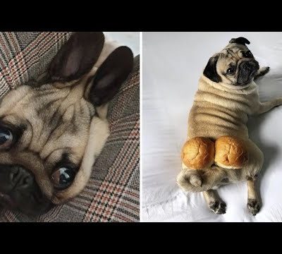 Made your day with these funny and cute Pug Puppy Videos Compilation – Pug Dog Funny Moments